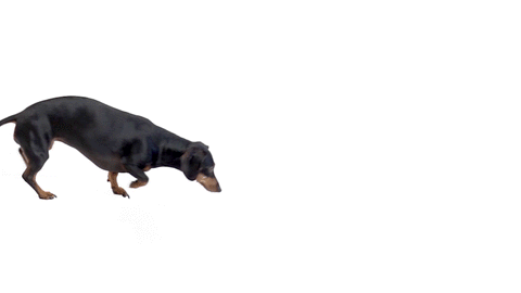 SausageSteps